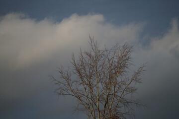 Part or section of a forest during winter season but without snow tip of a birch tree