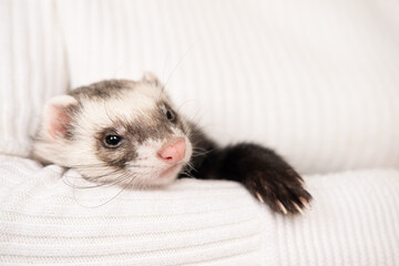 Fototapeta na wymiar Ferret pet on a white background, isolated.