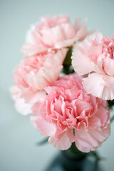 Obraz na płótnie Canvas Fluffy flowers of pink fragrant carnations