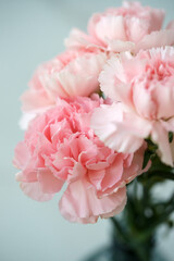 Fluffy flowers of pink fragrant carnations