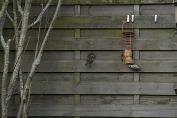 Moineaux commun et mesange bleue mangeoire