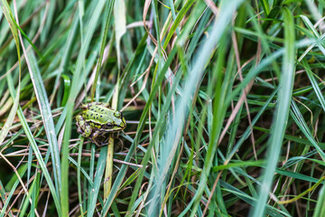 small green frog in the grass