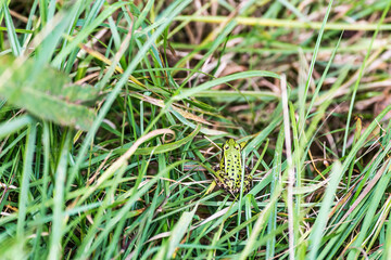 small green frog in the grass