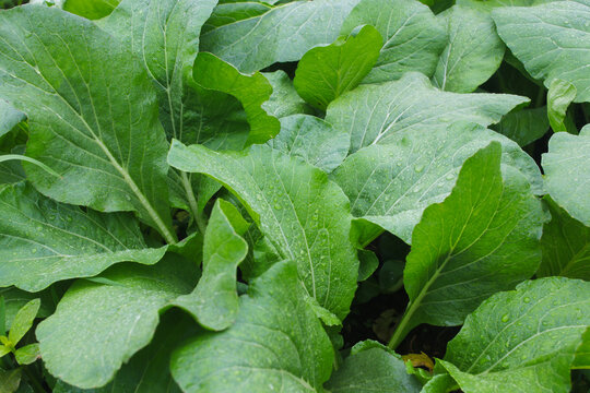 Choy sum plants with dew drops growing on a farm in the morning. Choy sum or green cabbage (also known as Cai Xin or Chinese flowering cabbage) is one of the popular leaf vegetables in Indonesia