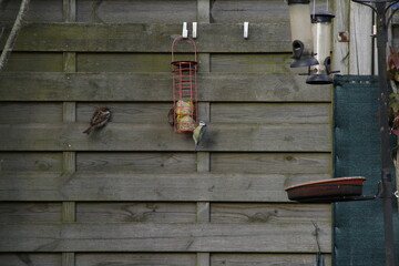 Moineaux commun et mesange bleue mangeoire