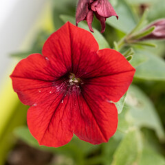 Single one Close up of a red picotee petunias blossom in a backyard green background.  Macro photo detail of garden flower petunia or petunie.