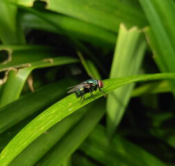 Green Botle Fly