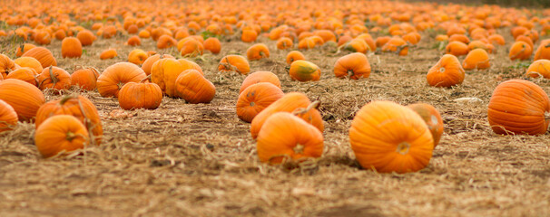 Pumpkin fields