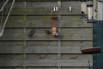 Moineaux commun et mesange bleue mangeoire