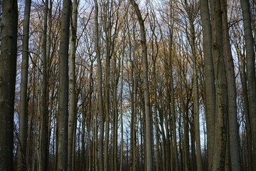 Details aus einem schönen lebendigen Wald zur winterlichen Jahreszeit und bei abendlicher Licht Stimmung