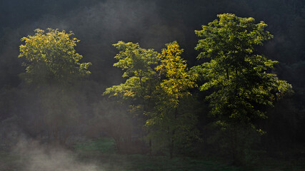 Arbre dans la brume matinale avec le soleil qui illumine les branches de ses rayons.