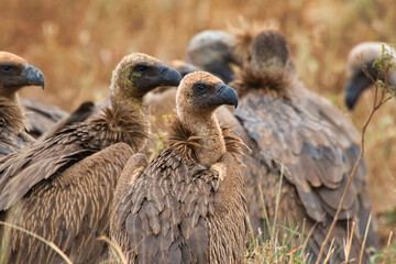 Rüppell's vultures, Gyps rueppelli, in the Meru National Park in Kenya.