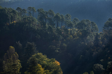 Forêt de pins sur le flanc d'une montagne boisée et sauvage de la chaîne de montagne des...