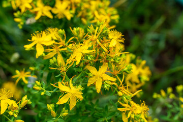 St. John's wort yellow flowers grow in the meadow. Hypericum perforatum herbal plant with yellow blossom pattern