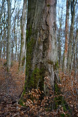 Obraz premium Details aus einem schönen lebendigen Wald zur winterlichen Jahreszeit und bei abendlicher Licht Stimmung