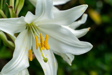 Fototapeta na wymiar Beautiful photograph of white Easter lily blooming in nature. Pretty lilium longiflorum flower in spring. Single flower symbolizing purity and hope in garden. Flowers in landscaping.