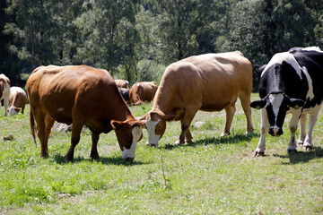 Rinder auf einer Bergweide im Raum Schmalkalden. Schmalkalden, Thueringen, Deutschland, Europa -
Cattle in a mountain pasture. Food and healthy feed, Thuringia, Germany, Europe