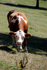 Rinder auf einer Bergweide im Raum Schmalkalden. Schmalkalden, Thueringen, Deutschland, Europa -
Cattle in a mountain pasture. Food and healthy feed, Thuringia, Germany, Europe
