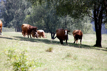 Fototapeta premium Rinder auf einer Bergweide im Raum Schmalkalden. Schmalkalden, Thueringen, Deutschland, Europa - Cattle in a mountain pasture. Food and healthy feed, Thuringia, Germany, Europe