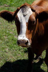 Rinder auf einer Bergweide im Raum Schmalkalden. Schmalkalden, Thueringen, Deutschland, Europa -
Cattle in a mountain pasture. Food and healthy feed, Thuringia, Germany, Europe
