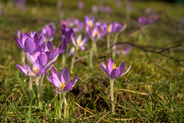 A group of purple crocuses flowers blooms. Spring flowers.