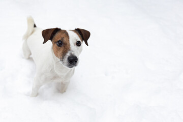 Jack Russell Terrier. A thoroughbred dog stands in the snow. Pets