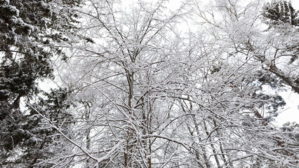 Public park. Landscapes - nature. Winter time. Trees in the snow. Inspiration