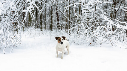 Jack Russell Terrier. A thoroughbred dog in a snowy forest. Pets. Banner - signboard