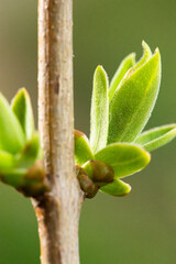Close-up of new leaves of lilac bush
