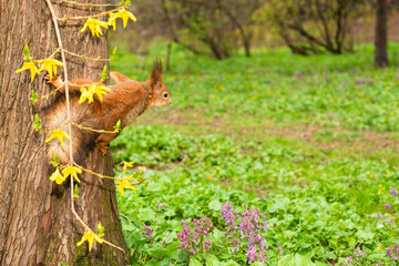 Little squirrel on trunk of big tree against of green tree, flowers and bushes in spring