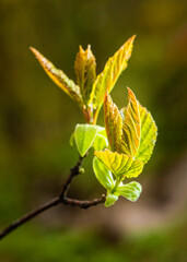 Macro view of new leaves of beech (Fagus) highlighted by sun light in spring