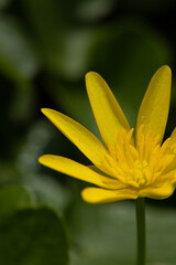 Fototapeta na wymiar Closeup of yellow pilewort flower in spring