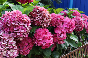 Pink hydrangea bush. Pink flowers