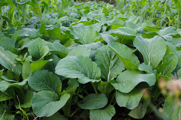 Choy sum plants growing on a farm. Choy sum or green cabbage (also known as Cai Xin or Chinese...