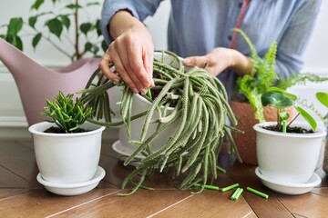 Fertilizer home indoor plants in pots, close-up of woman's hand with fertilizer sticks and houseplants