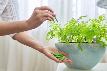 Fertilizer home indoor plants in pots, close-up of woman's hand with fertilizer sticks and...