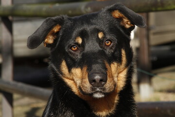 Chien rottweiler 