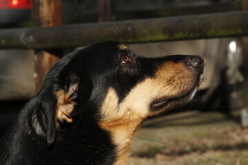 Chien rottweiler 