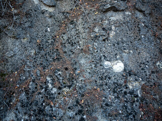 imagen textura suelo de cemento y piedras con hojas de pino secas 