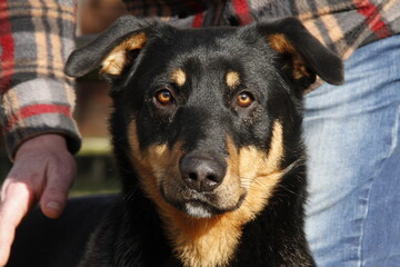 Chien rottweiler 