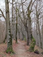 Oak forest, Rakvere, Estonia