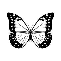 Contour drawing of a butterfly on a white background. Doodle style.