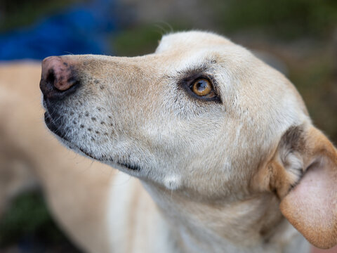 Profile portrait of a bright eyed light brown mixed breed rescue dog taken in a shelter