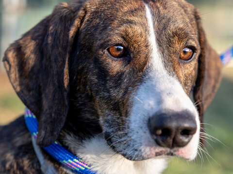 Close up portrait of a Segugio Maremmano rescue dog in warm evening light.