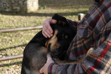 Chien rottweiler 