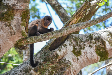 the monkey in the tree