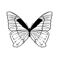 Contour drawing of a butterfly on a white background. Doodle style.