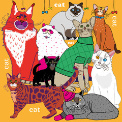 cats are fluffy colorful beautiful of different breeds