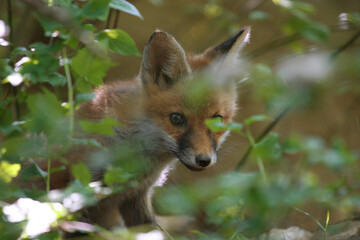 The young fox came out of the burrow