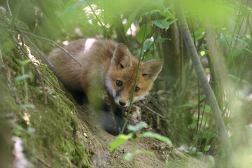 The young fox came out of the burrow
